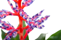 Aechmea Blue Rain - Kokerbromelia - P12 H55 - Roze-Paars - Kamerplant -Groene Tuin Verkoop aechmea blue rain kokerbromelia p12 h55 roze paars 6