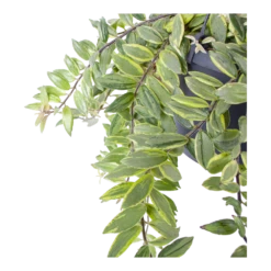 Aeschynanthus Bolero Bicolore - Lipstickplant - In Hangpot - P17 H40 - Kamerplant -Groene Tuin Verkoop aeschynanthus bolero bicolore lipstickplant in hangpot p17 h40 6