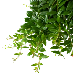 Groene Tuin Verkoop -Groene Tuin Verkoop aeschynanthus caroline lipstickplant in hangpot p15 h25 5