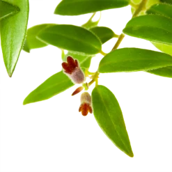 Aeschynanthus Caroline - Lipstickplant - In Hangpot - P15 H25 - Kamerplant -Groene Tuin Verkoop aeschynanthus caroline lipstickplant in hangpot p15 h25 6