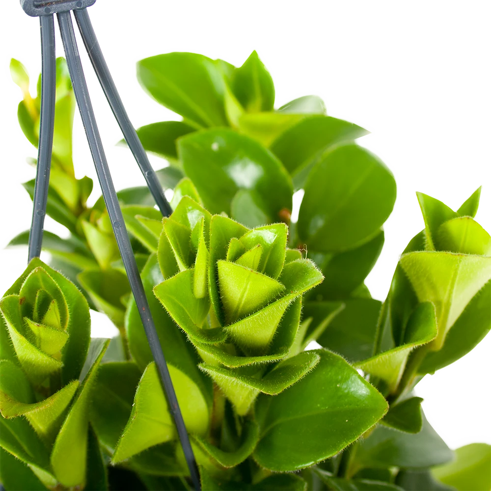 Groene Tuin Verkoop -Groene Tuin Verkoop aeschynanthus monalisa lipstickplant p15 5 12