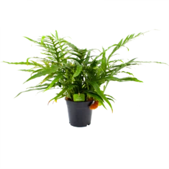 Aglaomorpha Jim - P17 H45 - Kamerplant