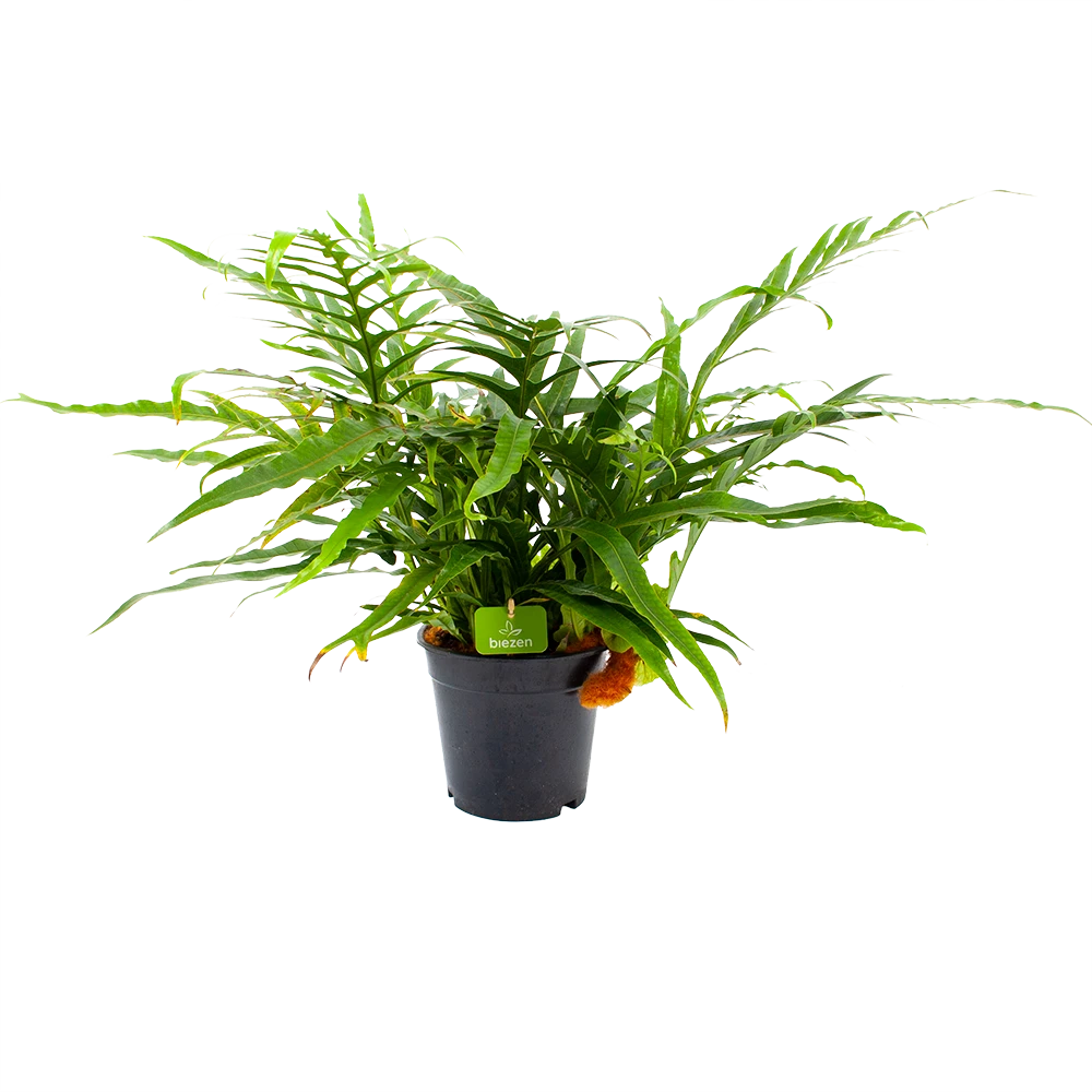 Aglaomorpha Jim - P17 H45 - Kamerplant 1 Aglaomorpha Jim - P17 H45 - Kamerplant