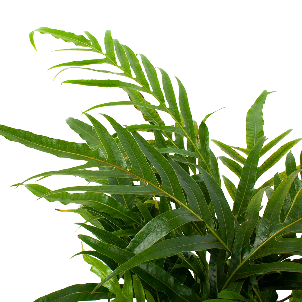 Aglaomorpha Jim - P17 H45 - Kamerplant 2 Aglaomorpha Jim - P17 H45 - Kamerplant - Afbeelding 2