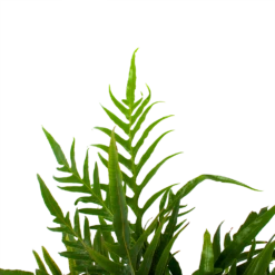 Aglaomorpha Jim - P17 H45 - Kamerplant 6 Aglaomorpha Jim - P17 H45 - Kamerplant -Groene Tuin Verkoop aglaomorpha jim p17 h45 3