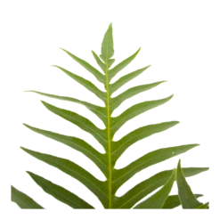 Aglaomorpha Jim - P19 H65 - Kamerplant -Groene Tuin Verkoop aglaomorpha jim p19 h65 3