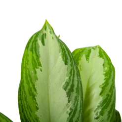 Aglaonema Freedman - P17 H60 - Kamerplant -Groene Tuin Verkoop aglaonema freedman p17 h60 6 1