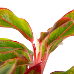 Aglaonema Light Star - P19 H35 - Kamerplant -Groene Tuin Verkoop aglaonema light star p19 h35 4