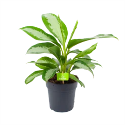 Aglaonema Silver Moon - P19 H50 - Kamerplant