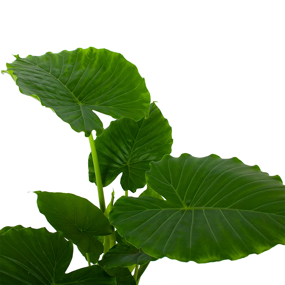 Groene Tuin Verkoop -Groene Tuin Verkoop alocasia gageana california olifantsoor p21 h85 5 1