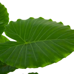 Alocasia Gageana California - Olifantsoor - P21 H85 - Kamerplant -Groene Tuin Verkoop alocasia gageana california olifantsoor p21 h85 6 1