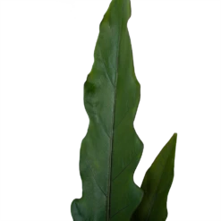 Alocasia Lauterbachiana - Olifantsoor - P19 H70 - Kamerplant -Groene Tuin Verkoop alocasia lauterbachiana olifantsoor p19 h70 4