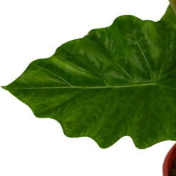 Alocasia Portodora - Olifantsoor - P21 H90 - Kamerplant -Groene Tuin Verkoop alocasia portodora olifantsoor p21 h90 4