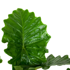 Alocasia Portodora - Olifantsoor - P35 H135 - Kamerplant -Groene Tuin Verkoop alocasia portodora olifantsoor p35 h135 6 1