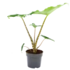 Alocasia Zebrina - Olifantsoor - P14 H40 - Kamerplant