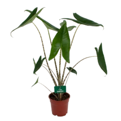 Alocasia Zebrina - Olifantsoor - P17 H60 - Kamerplant