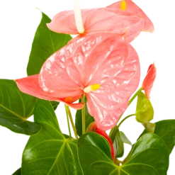 Groene Tuin Verkoop -Groene Tuin Verkoop anthurium andreanum flamingoplant p17 h70 roze 5 1