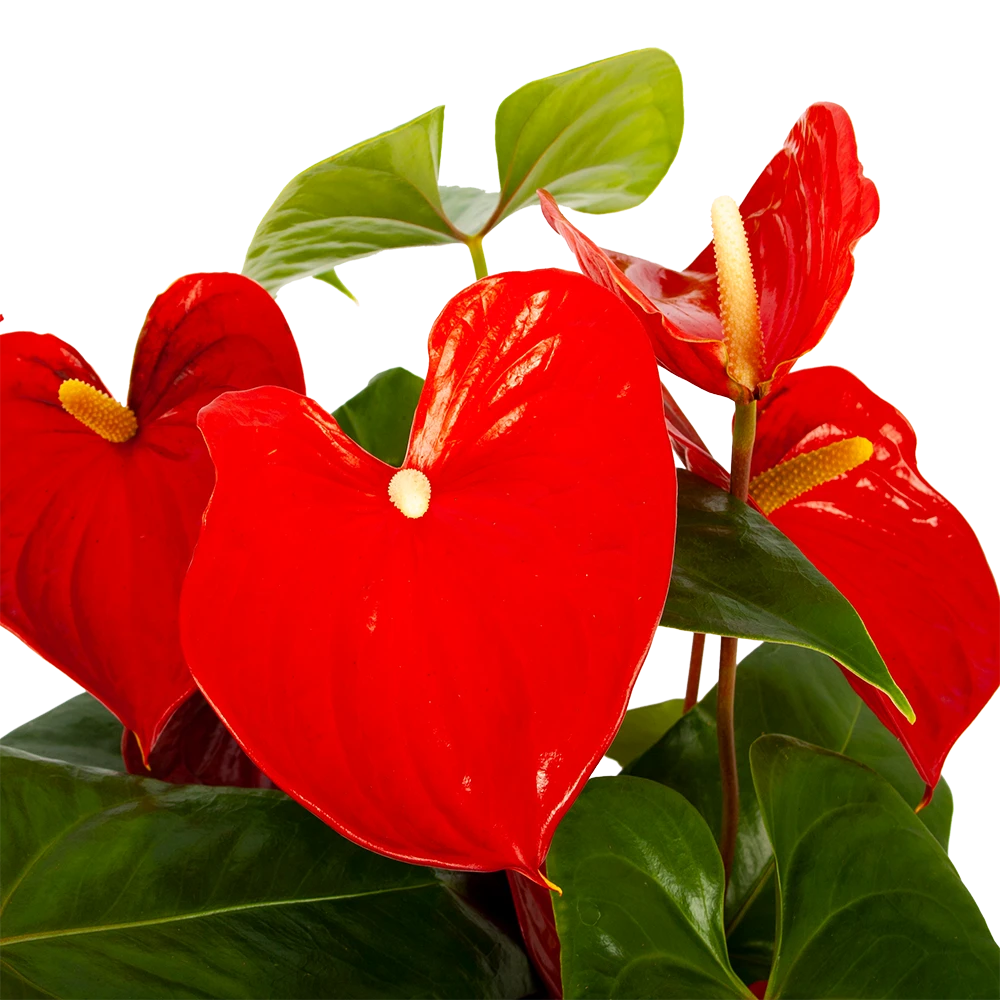 Groene Tuin Verkoop -Groene Tuin Verkoop anthurium andreanum flamingoplant p30 h80 rood 5 1