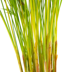 Areca - Goudpalm - P17 H90 - Kamerplant -Groene Tuin Verkoop areca goudpalm p17 h90 6 2