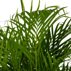 Areca - Goudpalm - P24 H140 - Kamerplant -Groene Tuin Verkoop areca goudpalm p24 h140 kamerplant 4