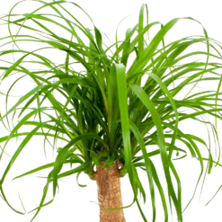 Beaucarnea Recurvata - Op Stam - Olifantenpoot - P21 H60 - Kamerplant -Groene Tuin Verkoop beaucarnea recurvata op stam olifantenpoot p21 h60 6 1