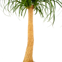 Beaucarnea Recurvata - Op Stam - Olifantenpoot - P27 H100 - Kamerplant -Groene Tuin Verkoop beaucarnea recurvata op stam olifantenpoot p27 h100 6 1