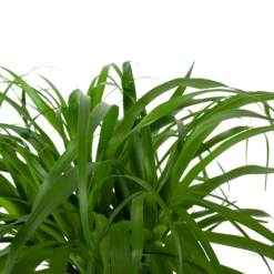 Beaucarnea Recurvata - Op Stam - Olifantenpoot - P32 H130 - Kamerplant -Groene Tuin Verkoop beaucarnea recurvata op stam olifantenpoot p32 h130 6 3