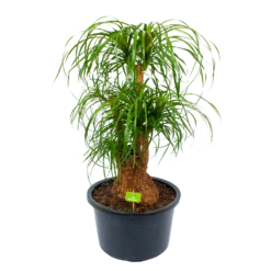 Beaucarnea Recurvata - Vertakt - Olifantenpoot - P38 H110 - Kamerplant