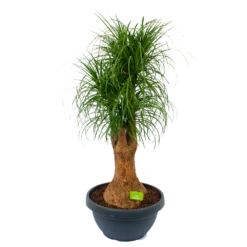 Beaucarnea Recurvata - Vertakt - Olifantenpoot - P44 H170 - Kamerplant