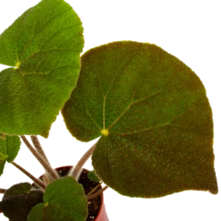 Groene Tuin Verkoop -Groene Tuin Verkoop begonia masoniana jungle p15 h40 5 1