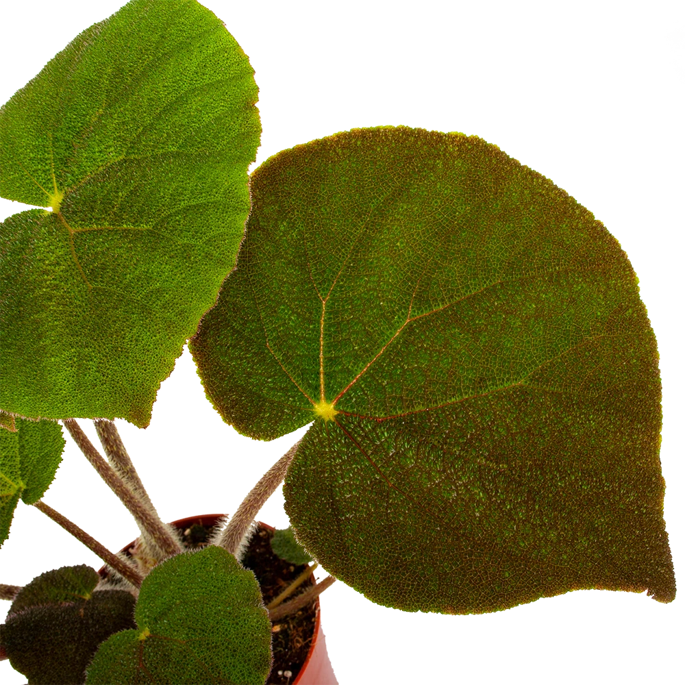 Begonia Masoniana Jungle - P15 H40 - Kamerplant 2 Begonia Masoniana Jungle - P15 H40 - Kamerplant - Afbeelding 2