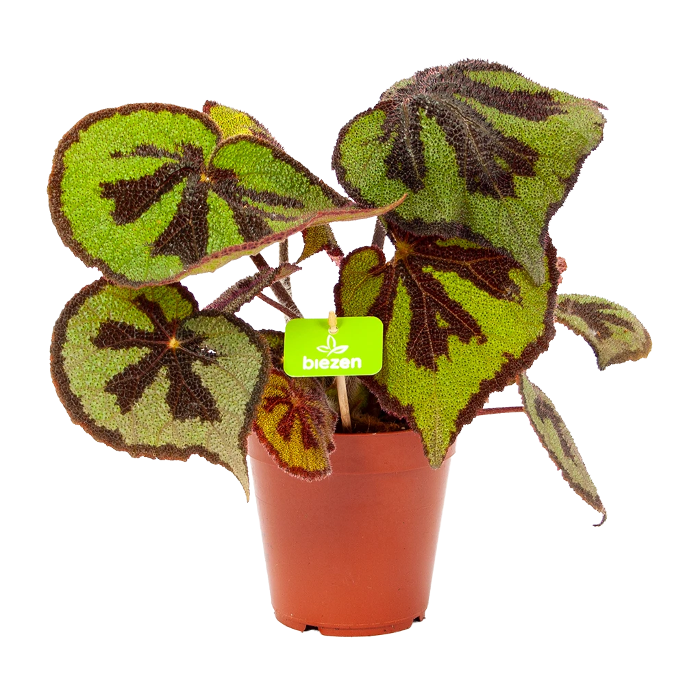 Begonia Masoniana Rock - P15 H30 - Kamerplant 1 Begonia Masoniana Rock - P15 H30 - Kamerplant