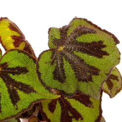 Groene Tuin Verkoop -Groene Tuin Verkoop begonia masoniana rock p15 h30 5