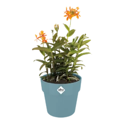 Bloempot Elho B.for Original Rond 25cm - Duifblauw 6 Bloempot Elho B.for Original Rond 25cm - Duifblauw -Groene Tuin Verkoop bfor original rond bloempot duifblauw 3 1 1