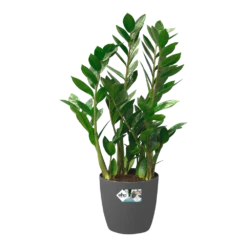 Bloempot Elho Brussels Rond 35cm - Met Wielen - Antraciet -Groene Tuin Verkoop bloempot elho brussels rond 35cm met wielen antraciet bloempot antraciet 5 1