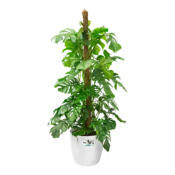 Bloempot Elho Brussels Rond 35cm - Met Wielen - Wit -Groene Tuin Verkoop bloempot elho brussels rond 35cm met wielen wit bloempot wit 5 1