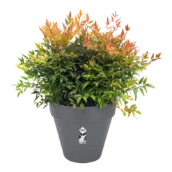 Bloempot Elho Loft Urban Rond 50cm - Antraciet -Groene Tuin Verkoop bloempot elho loft urban rond antraciet bloempot antraciet 3 2 1