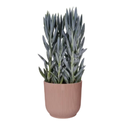 Bloempot Elho Vibes Fold Rond Wielen - D35 X H32cm - Delicaat Roze -Groene Tuin Verkoop bloempot elho vibes fold rond wielen d35 x h32cm delicaat roze bloempot 3 3