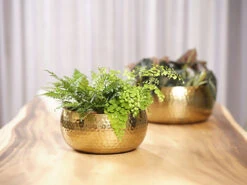 Plantenschaal Kody - D24 X H11cm - Goud -Groene Tuin Verkoop bowl kody gold d24 h11 schaal 7 12