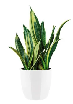 Bloempot Elho Brussels Diamond Rond 25cm - Wit -Groene Tuin Verkoop brussels diamond rond 25cm bloempot wit 6 20