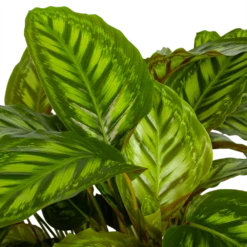 Uitgelichte producten -Groene Tuin Verkoop calathea flamestar schaduwplant p32 h80 4