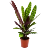 Calathea Insigne - Livingplant - P17 H65 - Kamerplant