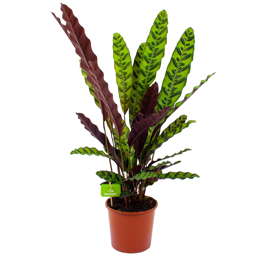 Calathea Insigne - Livingplant - P17 H65 - Kamerplant 1 Calathea Insigne - Livingplant - P17 H65 - Kamerplant