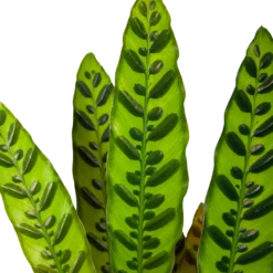 Uitgelichte producten -Groene Tuin Verkoop calathea insigne livingplant p17 h65 6