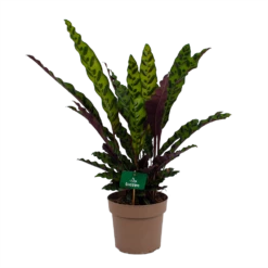 Calathea Insigne - Livingplant - P21 H60 - Kamerplant