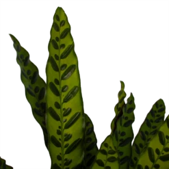 Uitgelichte producten -Groene Tuin Verkoop calathea insigne livingplant p21 h60 3