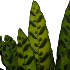 Calathea Insigne - Livingplant - P21 H60 - Kamerplant 6 Calathea Insigne - Livingplant - P21 H60 - Kamerplant -Groene Tuin Verkoop calathea insigne livingplant p21 h60 4