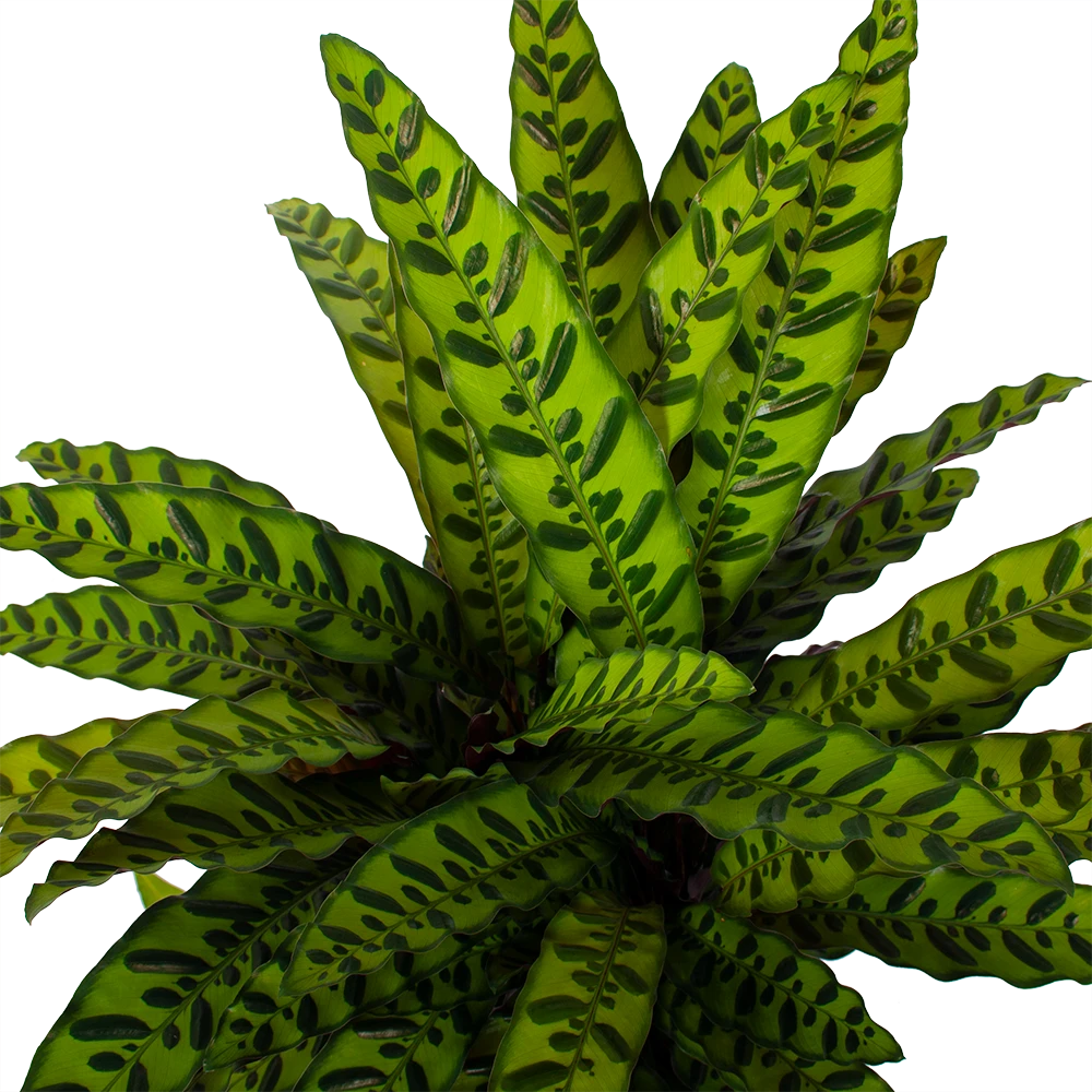 Calathea Insigne - Livingplant - P27 H80 - Kamerplant 2 Calathea Insigne - Livingplant - P27 H80 - Kamerplant - Afbeelding 2