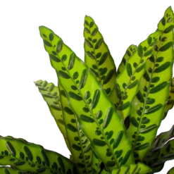 Calathea Insigne - Livingplant - P27 H80 - Kamerplant 6 Calathea Insigne - Livingplant - P27 H80 - Kamerplant -Groene Tuin Verkoop calathea insigne livingplant p27 h80 6 3