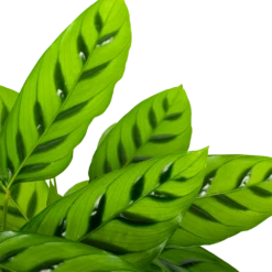 Groene Tuin Verkoop -Groene Tuin Verkoop calathea leopardina schaduwplant p17 h70 5